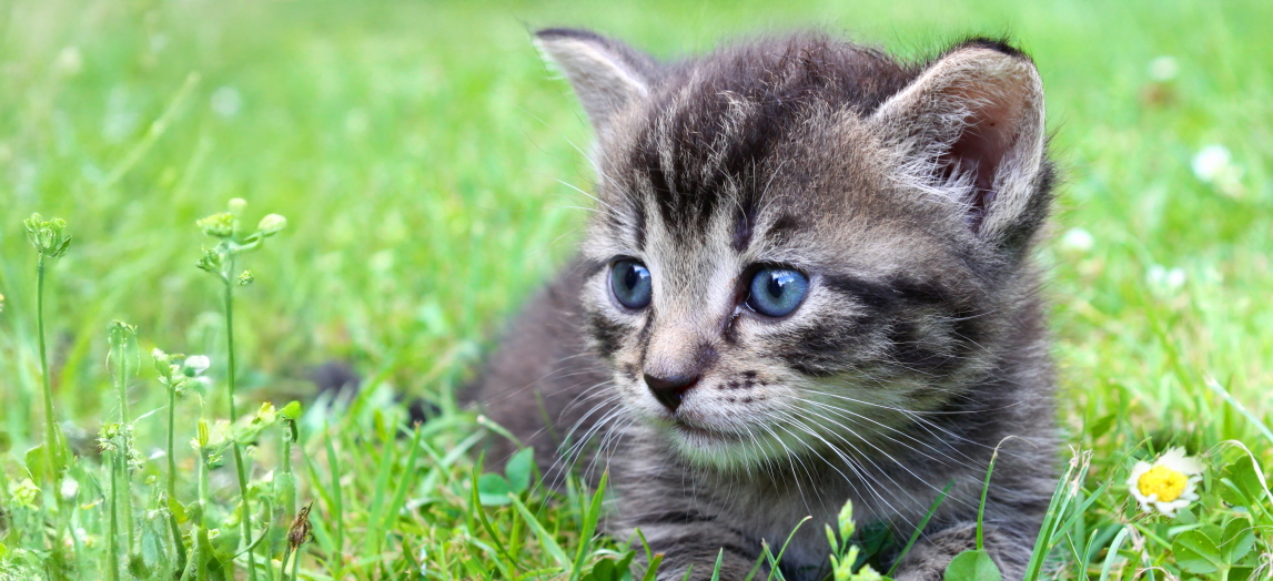 ちゃめ／日本ペットシッターサービス札幌中央店