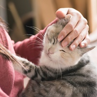 抱っこで撫でられる猫