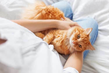 見つめる猫ちゃん