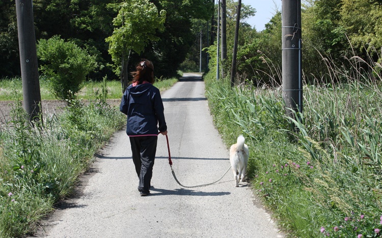 犬を散歩する女性