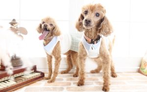 山形店の看板犬