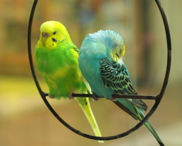 鳥のお世話プラン