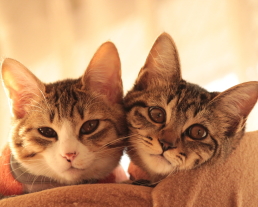 ネコさんのお世話プラン