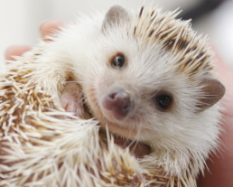小動物さんのお世話プラン