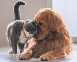 イヌさんのお世話プラン