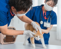 動物病院受診代行（猫のみ）