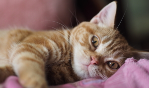 コースのイメージ